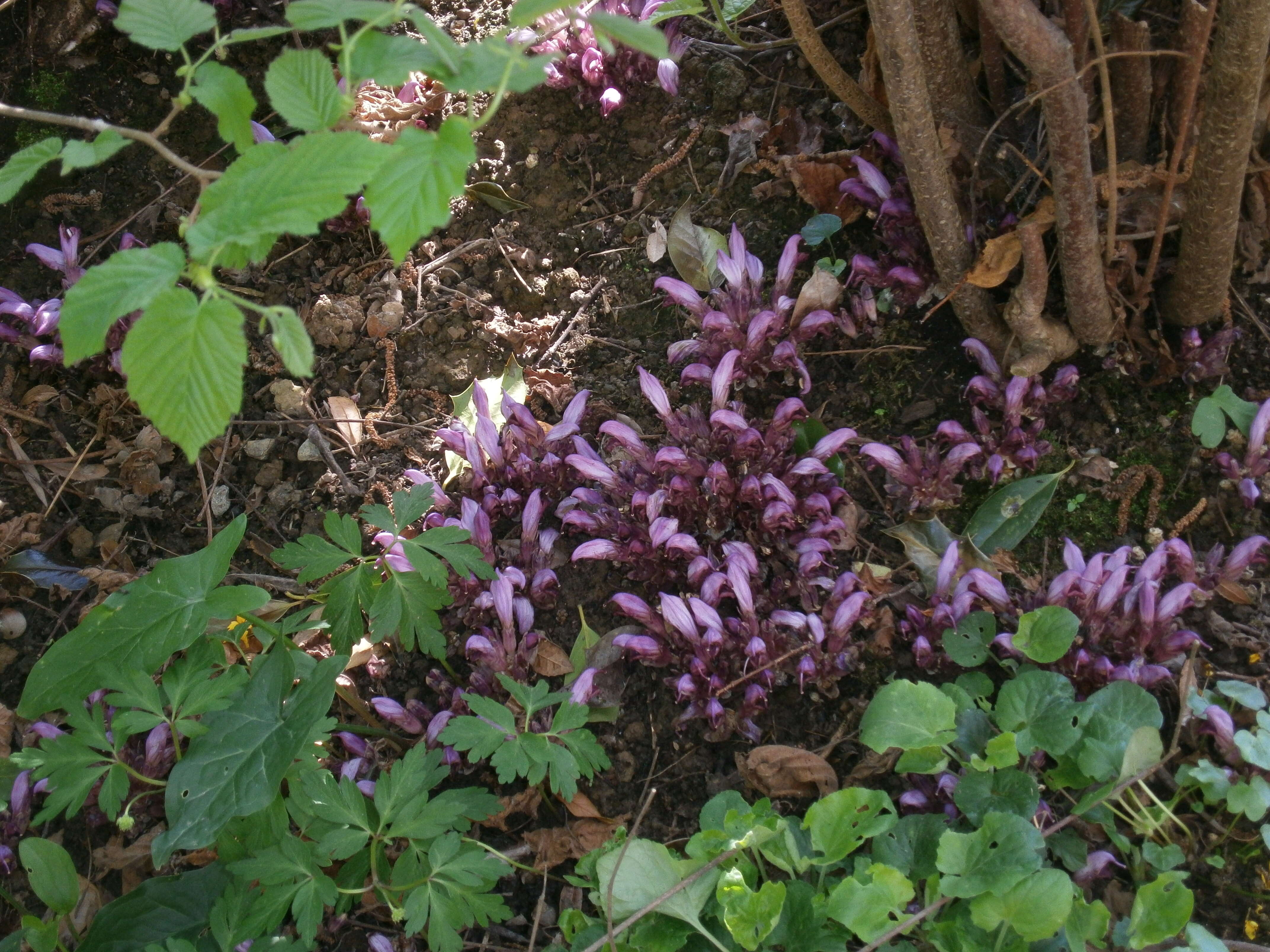 Image of Lathraea clandestina L.