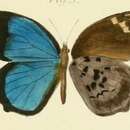 Image of Amblypodia hewitsoni Mabille 1877