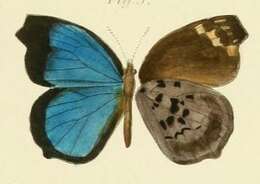 Image of Amblypodia hewitsoni Mabille 1877