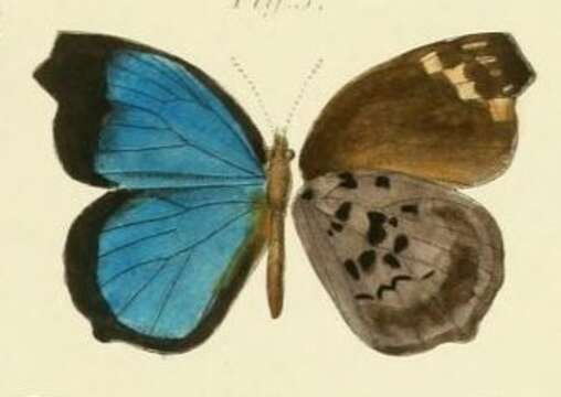 Image of Amblypodia hewitsoni Mabille 1877