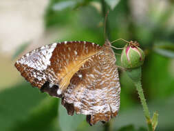 Image of Elymnias caudata Butler 1871