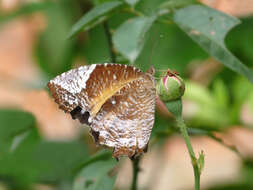 Image of Elymnias caudata Butler 1871