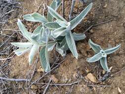 Image of California milkweed