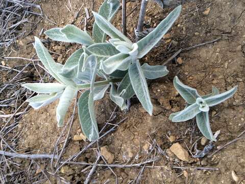 Imagem de Asclepias californica Greene