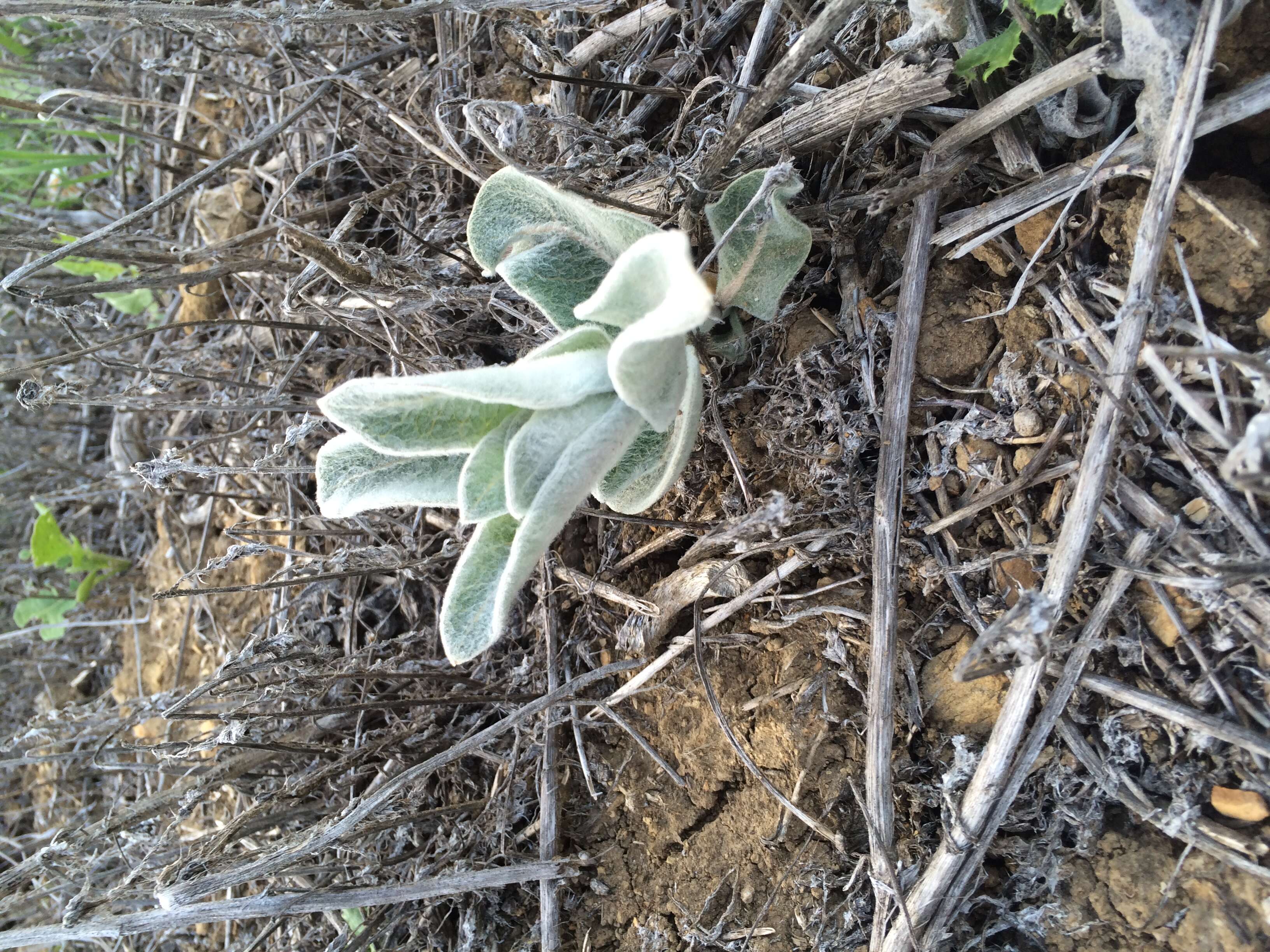 Image of California milkweed