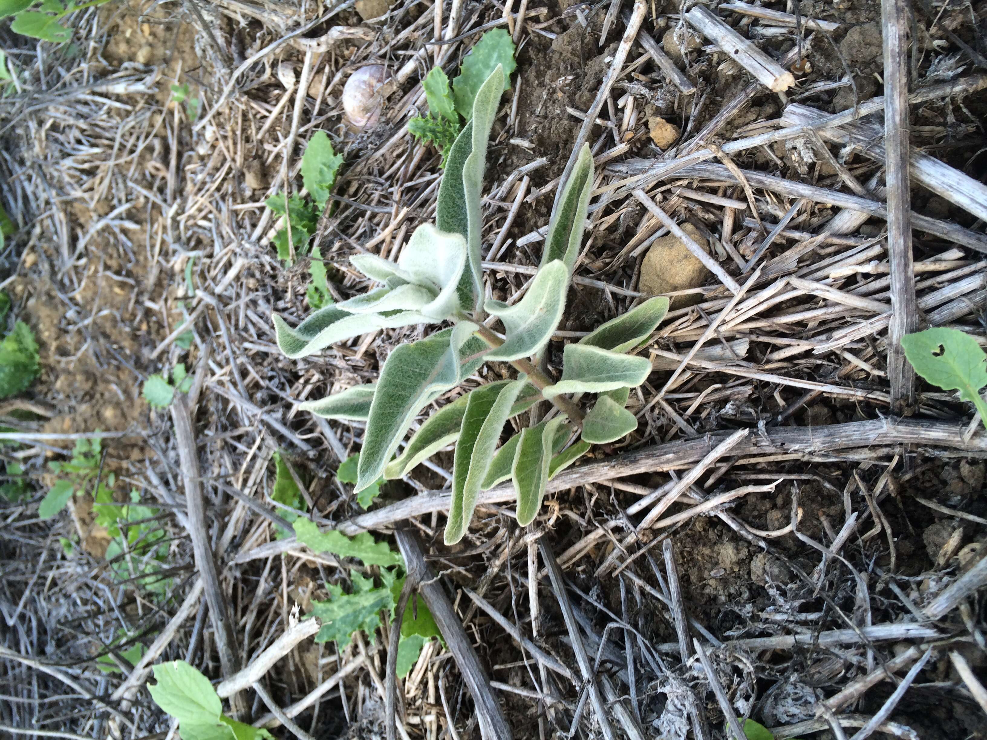 Image of California milkweed