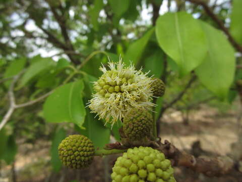 Слика од Xylia xylocarpa (Roxb.) Taub.