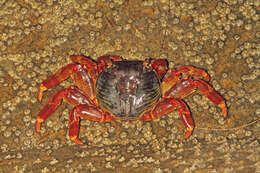 Image of Shore crab