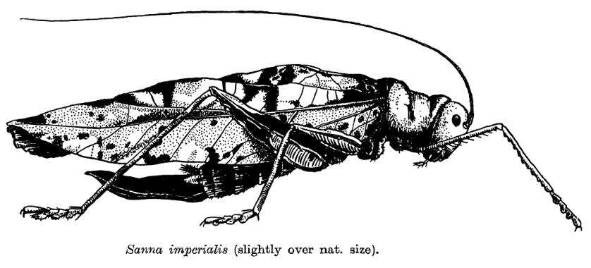 Image de Sanaa imperialis (White & A. 1846)