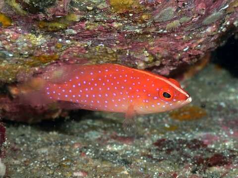 Image of Lunar-tailed Grouper