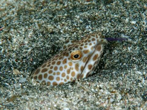 Image of Blotched snake-eel