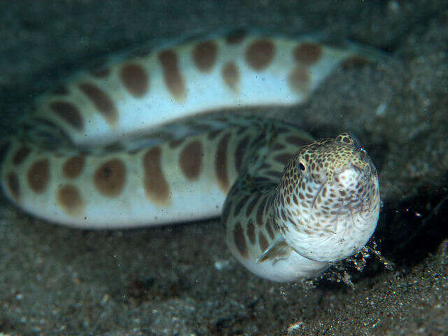 Image of Blotched snake-eel