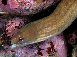 Image of Marbled reef-eel