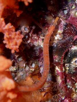 Image of Red pipefish