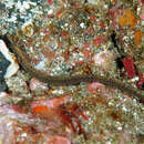 Image of Red pipefish