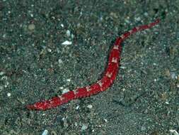 Image of Red pipefish