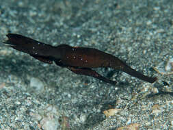 Image of Ghost pipefish