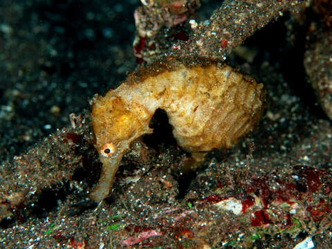 Image of Flat-faced Seahorse