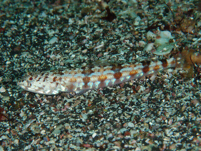 Image of Sand lizardfish