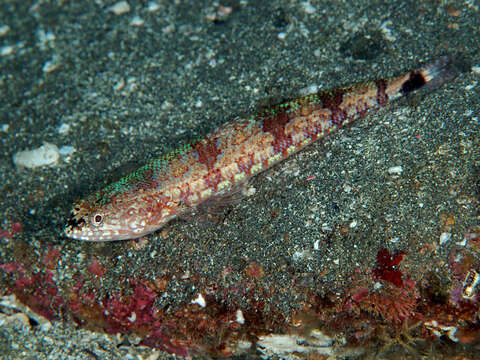 Image of Lighthouse lizardfish