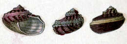Image of Stomatolina rubra (Lamarck 1822)