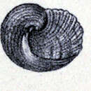 Image of Stomatolina rufescens (Gray 1847)