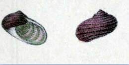 Image of Stomatolina sanguinea (A. Adams 1850)