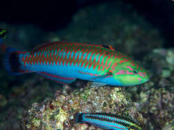 Image of Cupid wrasse