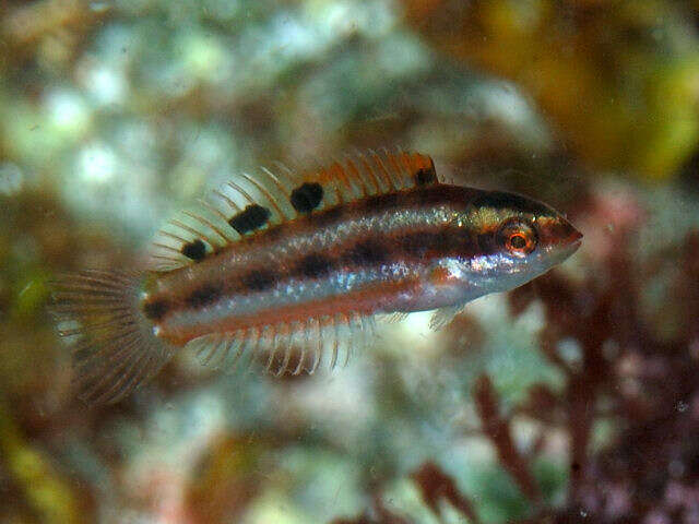 Image of Cupid wrasse