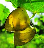 Image de Eurema hecabe (Linnaeus 1758)