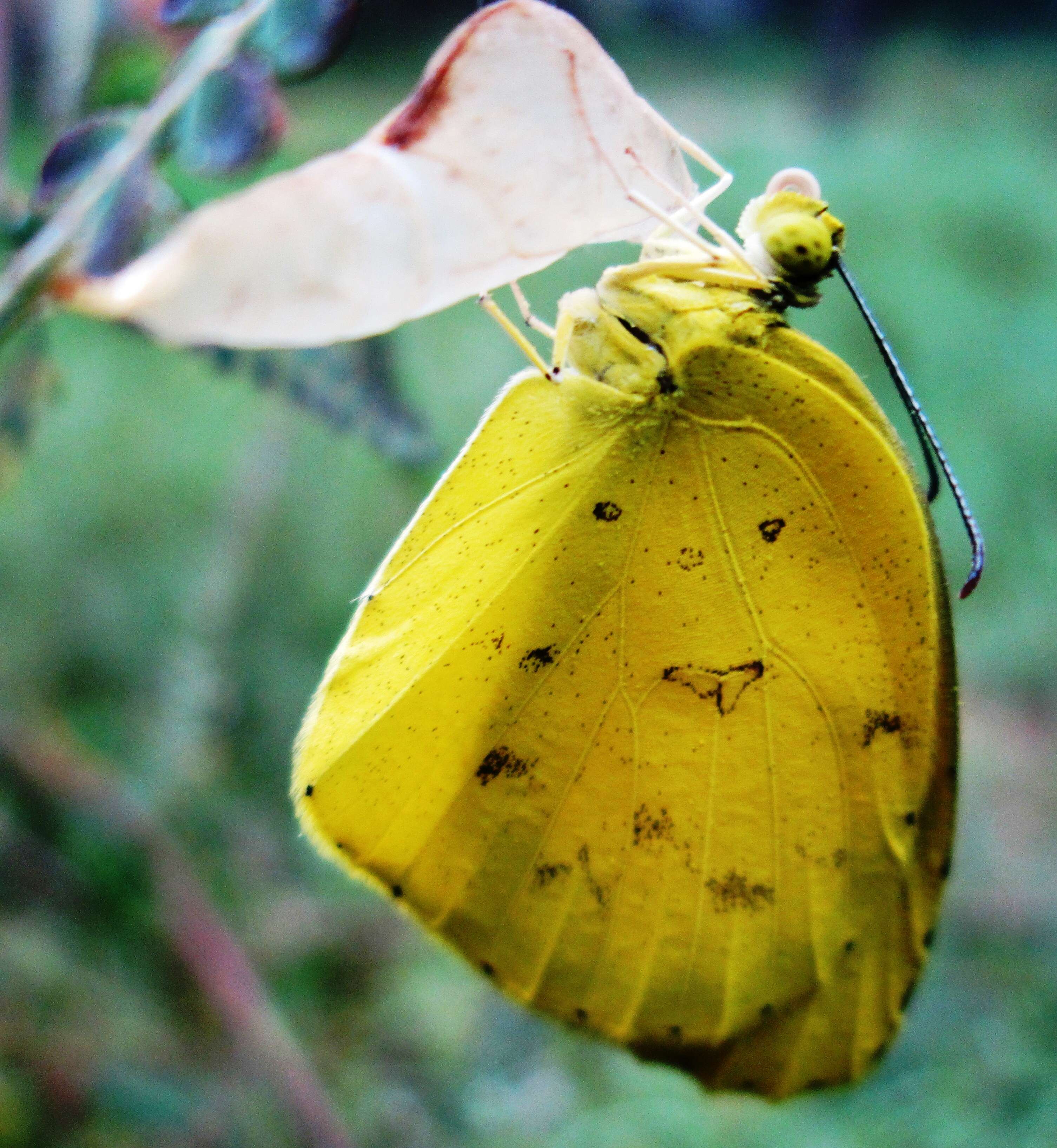 Image de Eurema hecabe (Linnaeus 1758)