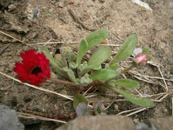 Image of Cleretum bellidiforme (Burman fil.) G. D. Rowley