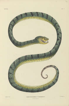 Image of Malcolm’s pitviper