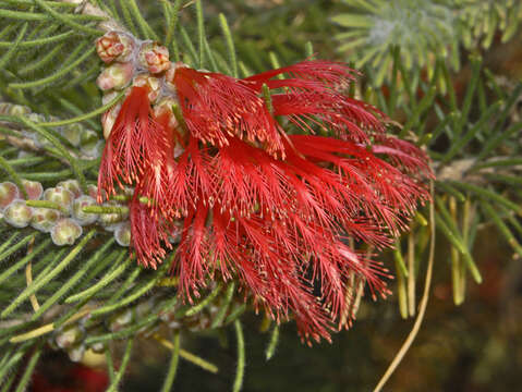 Image of Melaleuca hislopii Craven & R. D. Edwards