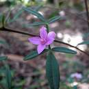 Image of Key's boronia