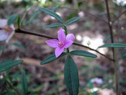 Image of Key's boronia