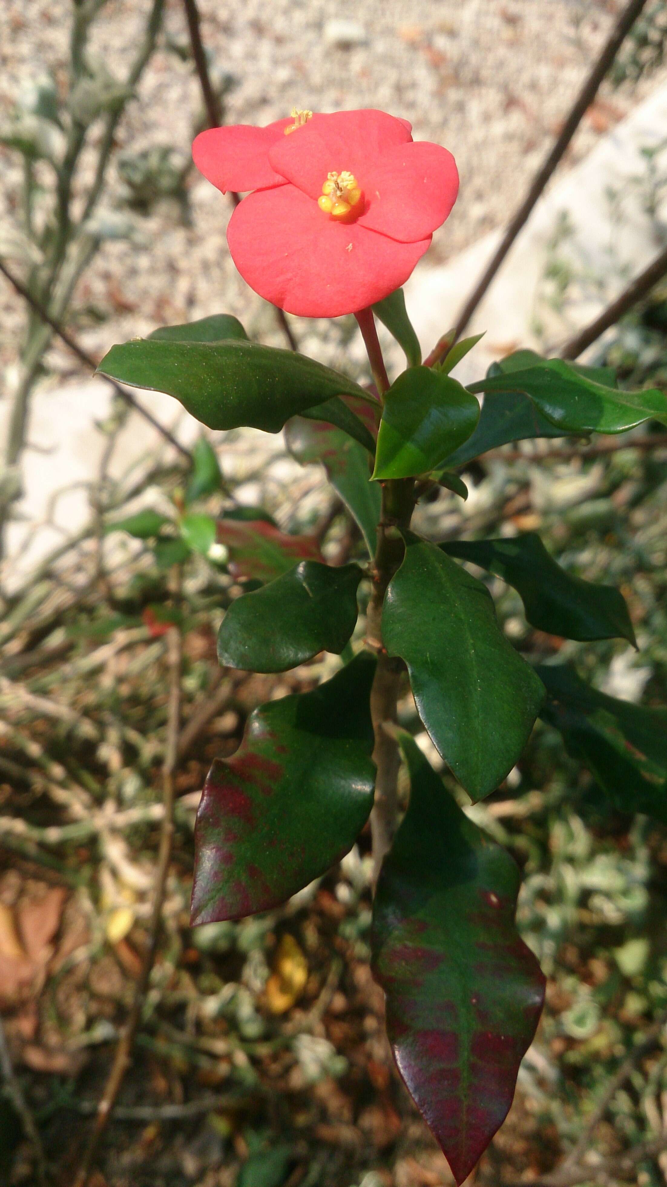 Euphorbia geroldii Rauh resmi