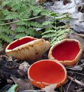 Image of scarlet cup