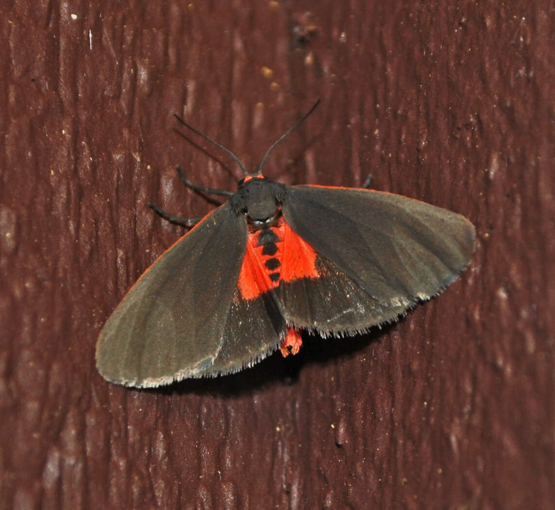 Virbia laeta resmi