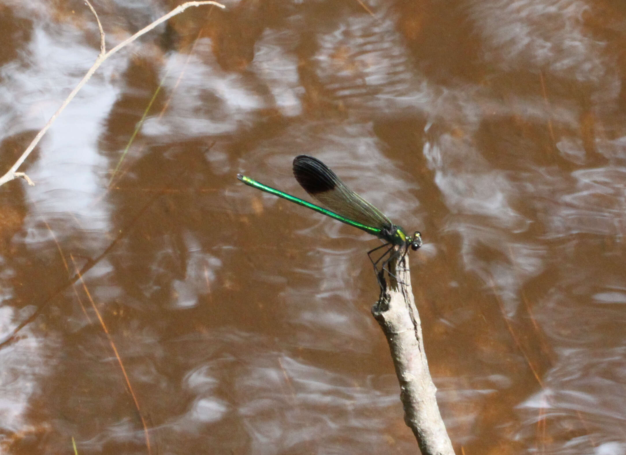 Image of River Jewelwing