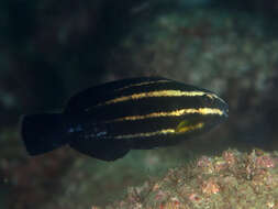 Image of Blunt-head Parrotfish