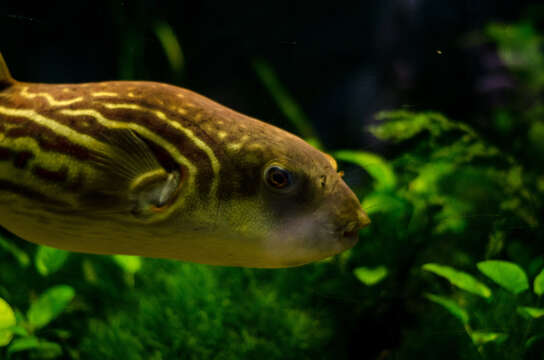 Image of Puffer fish