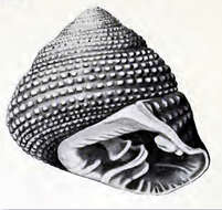 Image of Clanculus albinus A. Adams 1853