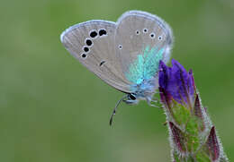 Image of Green-underside Blue