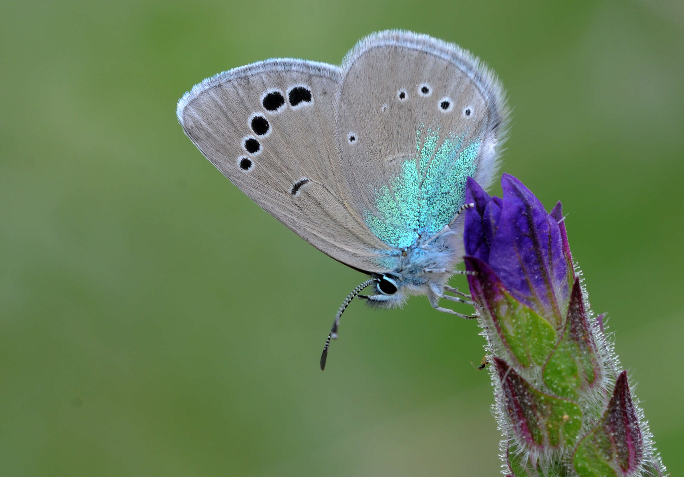 Image of Green-underside Blue