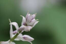 Image de Hosta sieboldiana var. sieboldiana