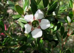 Image of Leptospermum deuense J. Thompson