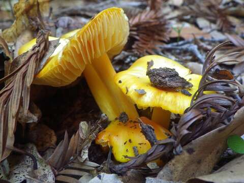 Image de Hygrocybe flavescens (Kauffman) Singer 1951