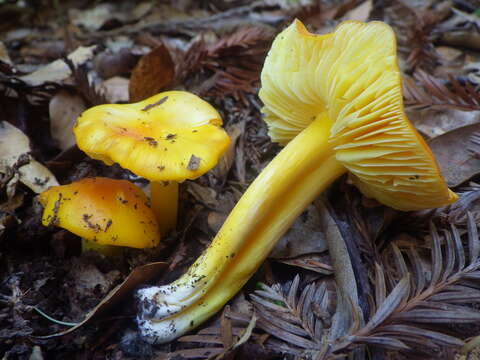 Image de Hygrocybe flavescens (Kauffman) Singer 1951