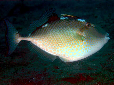 Image of starry triggerfish